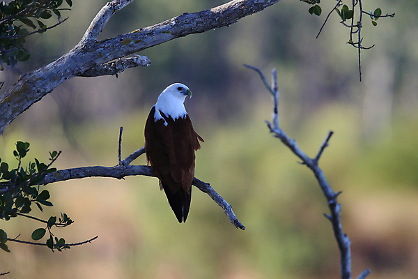 포토 JPG 해외이미지 주간 나무 야생동물 사람없음 야외 독수리 흰머리독수리 해외202105 해외포토 자연요소 식물 동물 조류 파일형식