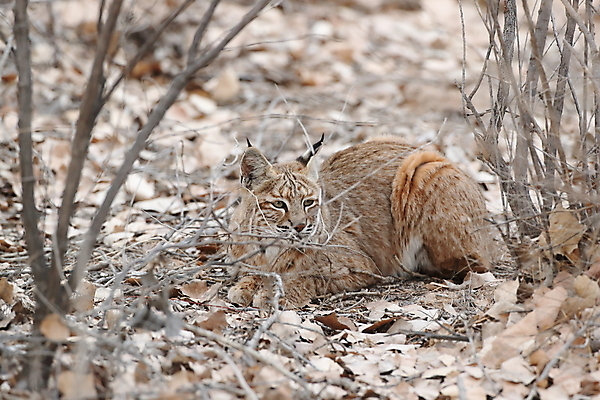 포토 JPG 해외이미지 나무 동물 야생동물 캐나다 겨울 포유류 자연 앉기 풍경 사람없음 야외 갈색 고양이 봄 숲 작음 먹이 육식동물 북쪽 뉴멕시코 스라소니 해외202105 해외포토 식물 계절 컬러 북아메리카 모션 반려동물 크기 방향 생태계 파일형식