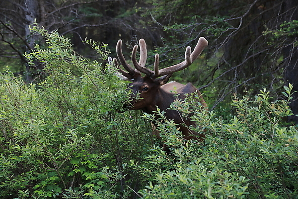 포토 JPG 해외이미지 동물 공원 남자 야생동물 캐나다 밭 포유류 자연 사슴 산 뿔 풍경 초원 사람없음 야외 초록색 갈색 숲 큼 먹이 먹기 바퀴자국 황소 사냥 내추럴 밴프 앨버타 엘크 웅장함 전국 로키산맥 그리너리 해외202105 해외포토 공공시설 컬러 북아메리카 농업 자국 모션 사람 소 크기 생태계 파일형식 트랜드컬러