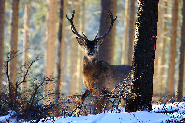 포토 JPG 해외이미지 나무 동물 척추동물 한마리 남자 야생동물 겨울 포유류 자연 사슴 생물 뿔 사람없음 야외 빨간색 세로 컬러풀 갈색 달러 추위 가을 흰색 숲 큼 바퀴자국 흰배경 내추럴 엘크 웅장함 초식 눈내림 반추동물 해외202105 해외포토 식물 1 계절 컬러 백그라운드 돈 자국 눈_날씨 사람 크기 생태계 파일형식