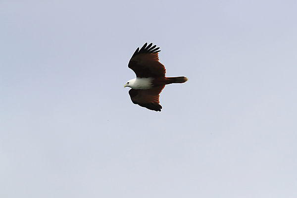 포토 JPG 해외이미지 나무 동물 공원 아시아 야생동물 백그라운드 날개 자연 조류 낚시 사람없음 야외 빨간색 초록색 갈색 환경 자유 흰색 호주 숲 먹이 깃털 연 꼬리 부리 독수리 육식동물 내추럴 해외202105 해외포토 식물 공공시설 나라 컬러 컨셉 레저 놀이용품 오세아니아 생태계 파일형식