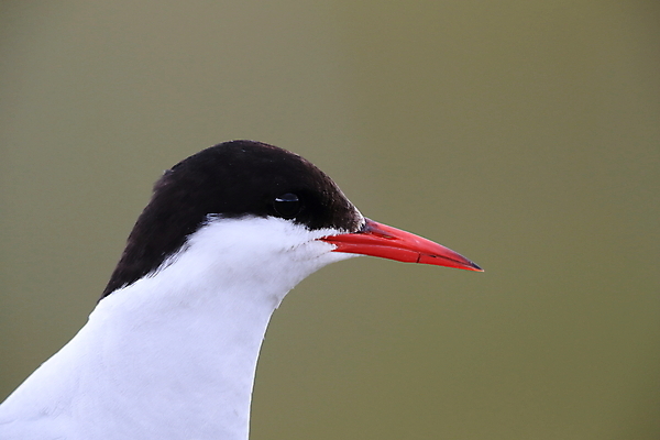 포토 JPG 해외이미지 동물 응시 야생동물 바다 섬 청소년 갈매기 조류 잉글랜드 병아리 아이슬란드 어업 사람없음 빨간색 흰색 아기 관찰 황무지 둥지 공격 북극 깃털 북쪽 철새 대서양 공격적 동물상 스칸디나비아 해외202105 해외포토 시선 유럽 산업 컬러 컨셉 모션 영국 사람 조형물 극지방 방향 파일형식