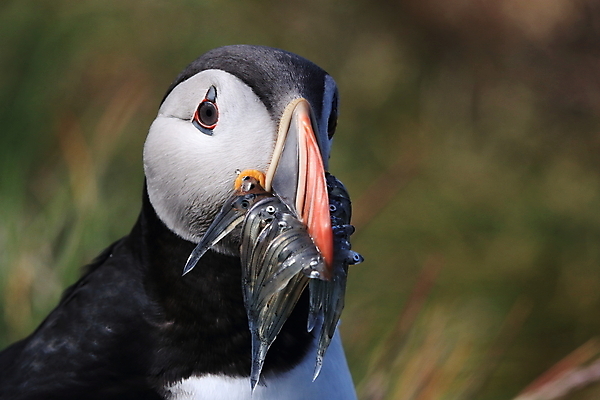 포토 JPG 해외이미지 유럽 2 자연 조류 아이슬란드 어류 서기 앉기 사람없음 가로 여름 컬러풀 깃털 언덕 부리 대서양 남쪽 계산서 식민지 헤드랜드 해외202105 해외포토 동물 계절 나라 바다 컬러 모션 수중동물 방향 생태계 파일형식