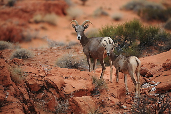 포토 JPG 해외이미지 동물 응시 공원 야생동물 백그라운드 곡선 포유류 자연 하늘 불 초식동물 산 뿔 풍경 사람없음 야외 여름 갈색 골짜기 미국 사막 양 정상 큼 코 북쪽 교외 램 웅장함 전국 총구 콜로라도 해외202105 해외포토 자연요소 시선 계절 공공시설 선 컬러 북아메리카 신체부위 크기 방향 생태계 파일형식