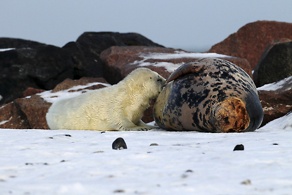 포토 JPG 해외이미지 동물 유럽 야생동물 새끼 모래 바다 섬 겨울 포유류 자연 놀이 털 독일 사랑 해변 사람없음 야외 귀여움 환경 금속 회색 코트 흰색 아기 신생아 보호 물개 모래언덕 폭풍 북쪽 멸종 대서양 생태학 해외202105 해외포토 계절 교육 감정 나라 컬러 컨셉 재질 날씨 사람 바다동물 외투 방향 언덕 생태계 파일형식