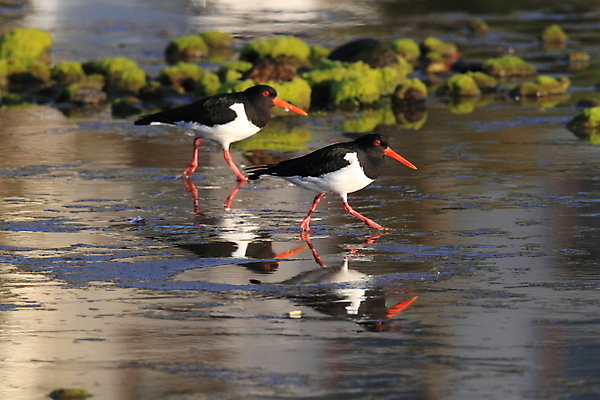 포토 JPG 해외이미지 조류 야외 물떼새 해외202105 검은머리물떼새 해외포토 동물 파일형식