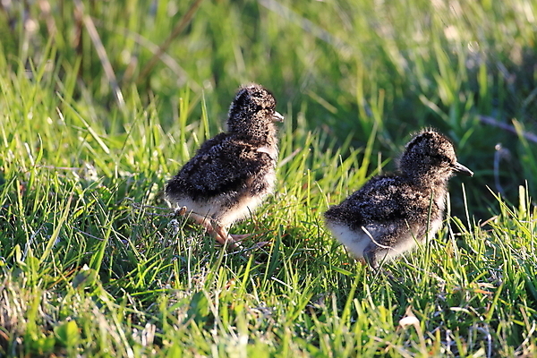 포토 JPG 해외이미지 조류 야외 물떼새 해외202105 검은머리물떼새 해외포토 동물 파일형식