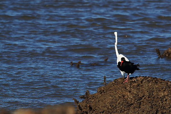 포토 JPG 해외이미지 조류 야외 물떼새 해외202105 검은머리물떼새 해외포토 동물 파일형식