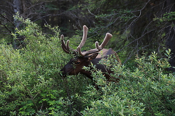 포토 JPG 해외이미지 동물 공원 남자 야생동물 캐나다 밭 포유류 자연 사슴 산 뿔 풍경 초원 사람없음 야외 초록색 갈색 숲 큼 먹이 먹기 바퀴자국 황소 사냥 내추럴 밴프 앨버타 엘크 웅장함 전국 로키산맥 그리너리 해외202105 해외포토 공공시설 컬러 북아메리카 농업 자국 모션 사람 소 크기 생태계 파일형식 트랜드컬러