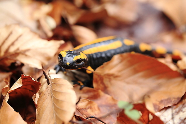 포토 JPG 해외이미지 동물 패턴 가족 불 산 종류 양서류 사람없음 초록색 파란색 노란색 검은색 프랑스 개울 동굴 플랫 숲 서식지 루마니아 불가리아 우크라이나 진짜 코르시카 해외202105 해외포토 자연요소 유럽 컬러 섬 무늬 관계 강 파일형식 남유럽