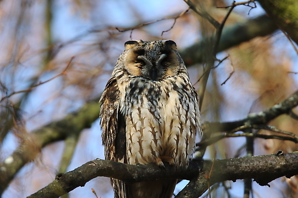 포토 JPG 해외이미지 나무 동물 응시 공원 여자 남자 야생동물 자연 조류 앉기 사람없음 목재 초록색 봄 덮개 숲 먹이 심볼 사냥 귀 육식동물 자작나무 동물상 옛날 해외202105 해외포토 식물 시선 계절 공공시설 컬러 재료 모션 사람 신체부위 조형물 뚜껑 생태계 파일형식