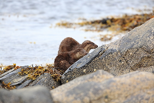 포토 JPG 해외이미지 나무 동물 유럽 얼굴 야생동물 겨울 포유류 자연 털 노르웨이 어업 사람없음 야외 물 강 갈색 머리 수영 젖음 게 관찰 닫기 묘사 코 귀 육식동물 북쪽 멸종 내추럴 동물상 해외202105 해외포토 자연요소 식물 계절 나라 산업 컬러 모션 갑각류 신체부위 조형물 수상스포츠 방향 생태계 파일형식