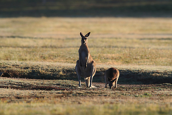 포토 JPG 해외이미지 동물 응시 공원 야생동물 포유류 자연 엄마 털 서기 풍경 사람없음 야외 초록색 여름 갈색 점프 권투 회색 아기 관찰 황무지 달콤 호주 숲 귀 캥거루 동쪽 내추럴 경보 동물상 오지 파우치 해외202105 해외포토 시선 계절 공공시설 컬러 가방 가족 모션 사람 신체부위 조형물 격투기 오세아니아 맛 방향 생태계 파일형식