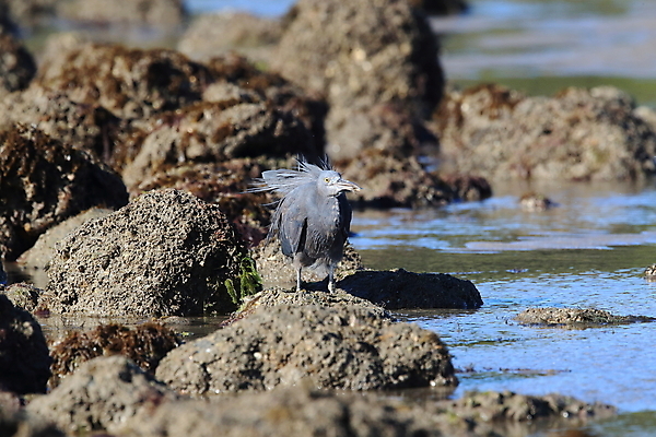 포토 JPG 해외이미지 동물 아시아 야생동물 바다 섬 여행 태국 자연 조류 어류 서기 사람없음 야외 물 여름 검은색 바위 흰색 기다림 호주 작음 대만 깃털 생물학 사냥 부리 날카로움 태평양 신성 암초 서식지 동쪽 내추럴 해외202105 해외포토 자연요소 계절 교육 나라 컬러 모션 수중동물 돌_바위 오세아니아 크기 방향 생태계 파일형식