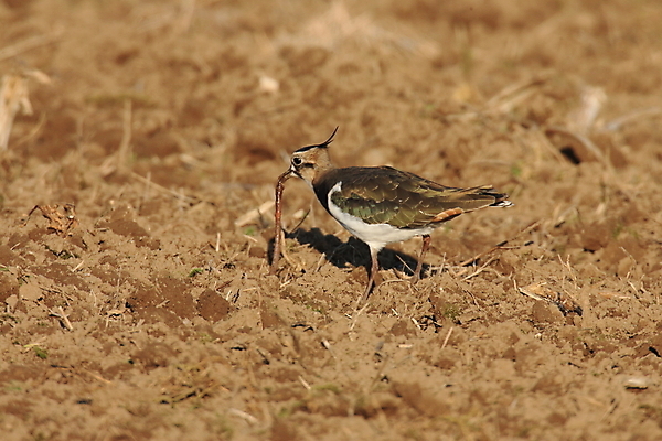 포토 JPG 해외이미지 동물 유럽 밭 자연 조류 독일 따뜻함 사람없음 초록색 강 걷기 검은색 봄 흰색 보호 습지 먹이 먹기 싱글 북쪽 서식지 해외202105 해외포토 계절 나라 컬러 컨셉 농업 모션 방향 생태계 파일형식