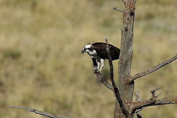 포토 JPG 해외이미지 날개 자연 조류 하늘 산 어업 사람없음 파란색 펼침 연못 행운 둥지 보호 먹이 낟알 깃털 꼬리 사냥 부리 육식동물 사냥꾼 서식지 무료 발톱 생태학 서쪽 웅장함 해외202105 해외포토 동물 직업 교육 산업 컬러 컨셉 모션 발 방향 생태계 파일형식