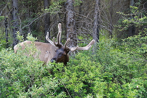 포토 JPG 해외이미지 동물 공원 남자 야생동물 캐나다 밭 포유류 자연 사슴 산 뿔 풍경 초원 사람없음 야외 초록색 갈색 숲 큼 먹이 먹기 바퀴자국 황소 사냥 내추럴 밴프 앨버타 엘크 웅장함 전국 로키산맥 그리너리 해외202105 해외포토 공공시설 컬러 북아메리카 농업 자국 모션 사람 소 크기 생태계 파일형식 트랜드컬러