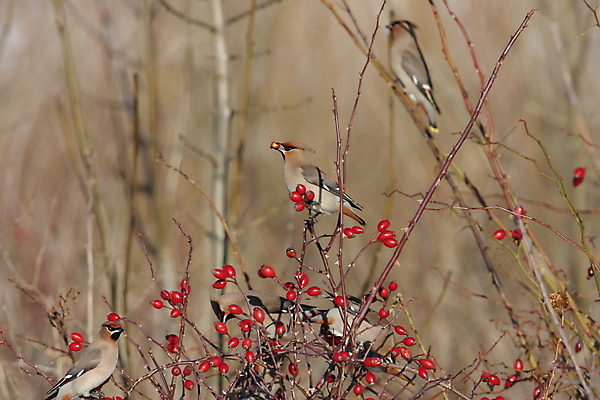 포토 JPG 해외이미지 유럽 아시아 야생동물 북아메리카 자연 독일 앉기 동양인 성인 사람없음 먹기 참새 해외202105 해외포토 동물 나라 모션 조류 아메리카 사람 인종 생태계 파일형식