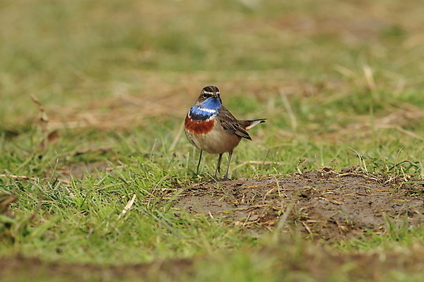 포토 JPG 해외이미지 나무 동물 응시 남자 야생동물 날개 오렌지 노래 자연 조류 독일 서기 앉기 사람없음 초록색 파란색 컬러풀 태양 노란색 봄 가수 보호 작음 5월 깃털 꼬리 철새 내추럴 바레인 해외202105 해외포토 자연요소 식물 시선 계절 유럽 음악 컬러 컨셉 과일 중동 모션 사람 음악가 날짜 크기 생태계 파일형식