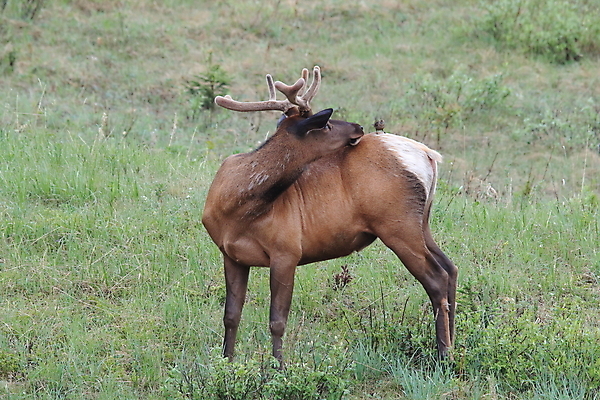 포토 JPG 해외이미지 동물 공원 여자 남자 야생동물 캐나다 날개 포유류 자연 조류 사슴 산 앉기 초원 사람없음 야외 환경 달러 가을 게임 황무지 군중 큼 바퀴자국 깃털 황소 사냥 서식지 동물상 밴프 분배 앨버타 엘크 전국 해외202105 해외포토 계절 공공시설 돈 북아메리카 자국 모션 놀이 사람 조형물 소 크기 생태계 파일형식