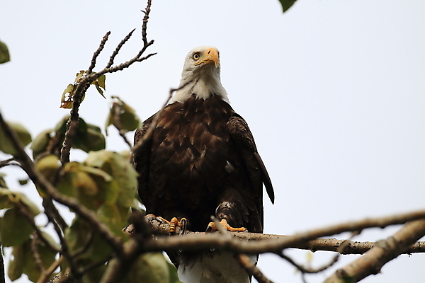 포토 JPG 해외이미지 주간 나무 야생동물 사람없음 야외 독수리 흰머리독수리 해외202105 해외포토 자연요소 식물 동물 조류 파일형식