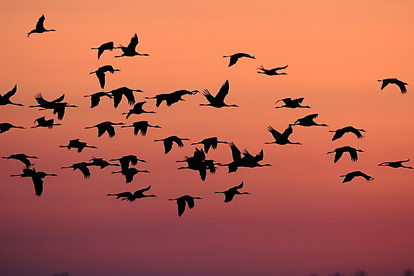포토 JPG 해외이미지 동물 구름 계절 실루엣 야생동물 이동 날개 자연 조류 하늘 날씨 사람없음 야외 빨간색 노란색 계곡 일몰 새벽 회색 흰색 기중기 폭풍 북쪽 이륙 철새 동물상 이스라엘 많음 해외202105 해외포토 자연요소 컬러 컨셉 촬영기법 조형물 노을 중장비 방향 생태계 서아시아 파일형식