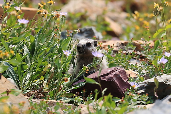포토 JPG 해외이미지 꽃 야생동물 포유류 자국 산 털 사람없음 야외 옆모습 가로 빨간색 초록색 여름 햇빛 갈색 봄 하이킹 회색 개화 황무지 재산 호루라기 가득함 빙하 북쪽 휘파람 해외202105 해외포토 식물 동물 계절 뷰포인트 컬러 레저 금융 태양 방향 파일형식