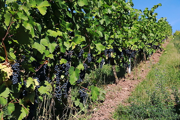 포토 JPG 해외이미지 식물 음식 잎 밭 농업 과일 자연 포도 건강 사람없음 초록색 태양 농장 와인 수확 성장 가을 흰색 시골 신선 화이트와인 다발 유기농 포도밭 포도나무 내추럴 밭일 숙성 양조장 해외202105 해외포토 자연요소 웰빙 계절 산업 컬러 주류 과일나무 생태계 파일형식