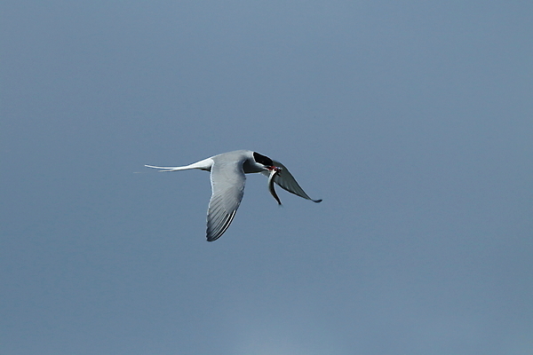 포토 JPG 해외이미지 응시 야생동물 바다 섬 날개 청소년 조류 낚시 아이슬란드 어업 사람없음 빨간색 파란색 검은색 회색 흰색 기도 자신감 우아함 북극 깃털 꼬리 부리 사냥꾼 북쪽 철새 계산서 수유 스칸디나비아 해외202105 해외포토 동물 직업 시선 감정 유럽 산업 컬러 컨셉 레저 사람 극지방 방향 파일형식