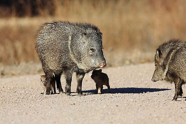 포토 JPG 해외이미지 동물 척추동물 1 야생동물 모래 포즈 북아메리카 밭 포유류 자연 초식동물 새로움 멕시코 털 돼지고기 풍경 성인 사람없음 야외 옆모습 가로 달리기 사진촬영 미국 사막 자녀 돼지 군중 무서움 싱글 뉴멕시코 해외202105 해외포토 감정 뷰포인트 컨셉 농업 모션 육류 아메리카 사람 촬영 생태계 파일형식