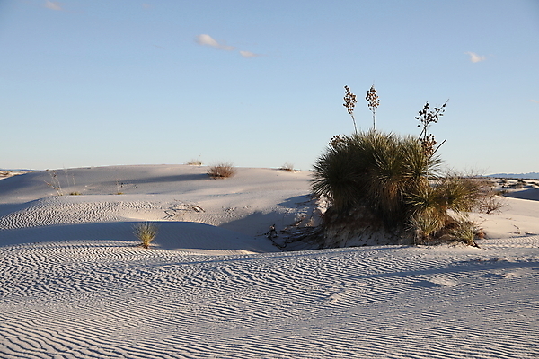 포토 JPG 해외이미지 나무 공원 파도 백그라운드 패턴 하늘 산 멕시코 그림자 풍경 사람없음 야외 파란색 모래사장 침묵 사막 성장 뜨거움 모래언덕 속도 흰배경 질감 내추럴 뉴멕시코 벌거벗은 웅장함 잔물결 해외202105 해외포토 식물 공공시설 물결 바다 컬러 북아메리카 무늬 소리 흰색 언덕 파일형식