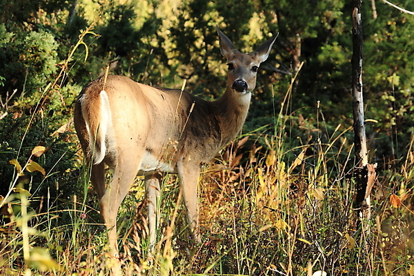 포토 JPG 해외이미지 동물 응시 남자 호수 야생동물 포유류 자연 초식동물 뿔 국립공원 성인 사람없음 야외 물 달러 흰색 쌍 황무지 숲 큼 가루 트로피 꼬리 북쪽 동물상 수유 아기사슴 해외202105 해외포토 자연요소 시선 공원 새끼 컬러 돈 사슴 사람 조형물 크기 방향 상_우승 생태계 파일형식