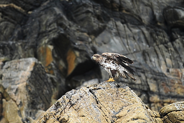 포토 JPG 해외이미지 동물 구름 유럽 야생동물 바다 섬 포즈 날개 자연 조류 하늘 산 노르웨이 성인 사람없음 물 파란색 갈색 노란색 회색 자유 흰색 떨어짐 먹이 북극 다이빙 꼬리 사냥 육식동물 스칸디나비아 해외202105 해외포토 자연요소 나라 컬러 컨셉 사람 수영 극지방 생태계 수중스포츠 파일형식