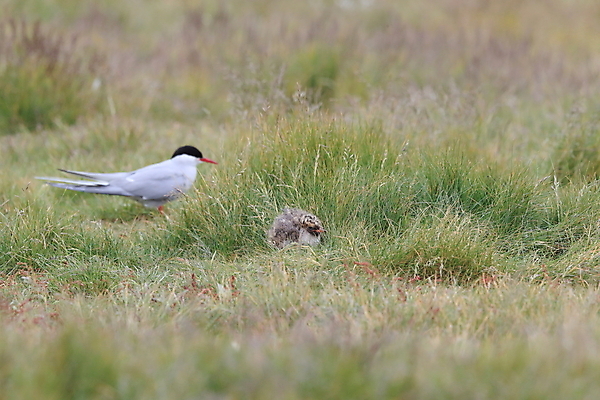 포토 JPG 해외이미지 동물 응시 야생동물 바다 섬 청소년 갈매기 조류 잉글랜드 병아리 아이슬란드 어업 사람없음 빨간색 흰색 아기 관찰 황무지 둥지 공격 북극 깃털 북쪽 철새 대서양 공격적 동물상 스칸디나비아 해외202105 해외포토 시선 유럽 산업 컬러 컨셉 모션 영국 사람 조형물 극지방 방향 파일형식