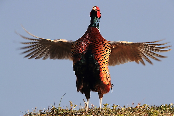 포토 JPG 해외이미지 동물 남자 야생동물 섬 백그라운드 날개 자연 조류 하늘 사슴 사람없음 초록색 컬러풀 봄 게임 흰색 개 발사 네덜란드 파란배경 사냥 사냥꾼 꿩 고립 동물상 해외202105 해외포토 직업 계절 유럽 컬러 포유류 놀이 사람 파란색 조형물 생태계 파일형식