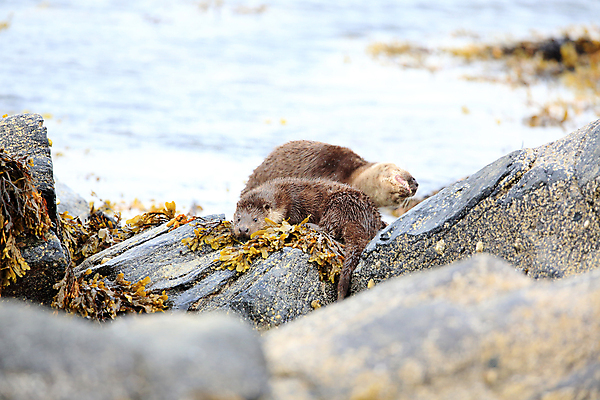 포토 JPG 해외이미지 나무 동물 유럽 얼굴 야생동물 겨울 포유류 자연 털 노르웨이 어업 사람없음 야외 물 강 갈색 머리 수영 젖음 게 관찰 닫기 묘사 코 귀 육식동물 북쪽 멸종 내추럴 동물상 해외202105 해외포토 자연요소 식물 계절 나라 산업 컬러 모션 갑각류 신체부위 조형물 수상스포츠 방향 생태계 파일형식