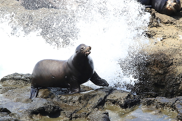 포토 JPG 해외이미지 동물 계절 여유 야생동물 파도 바다 여행 포유류 자연 풍경 사람없음 물 갈색 힘 소리 탐험 잠 거친 그룹 동굴 큼 물개 황소 태평양 시끄러움 짝짓기 내추럴 동물상 힘찬 해외202105 해외포토 자연요소 감정 컬러 컨셉 조형물 바다동물 소 크기 생태계 파일형식