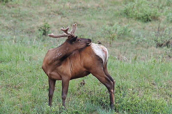 포토 JPG 해외이미지 동물 공원 여자 남자 야생동물 캐나다 날개 포유류 자연 조류 사슴 산 앉기 초원 사람없음 야외 환경 달러 가을 게임 황무지 군중 큼 바퀴자국 깃털 황소 사냥 서식지 동물상 밴프 분배 앨버타 엘크 전국 해외202105 해외포토 계절 공공시설 돈 북아메리카 자국 모션 놀이 사람 조형물 소 크기 생태계 파일형식