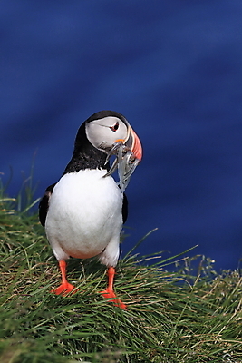포토 JPG 해외이미지 유럽 2 자연 조류 아이슬란드 어류 서기 앉기 사람없음 가로 컬러풀 깃털 언덕 부리 대서양 남쪽 계산서 식민지 헤드랜드 해외202105 해외포토 동물 나라 바다 컬러 모션 수중동물 방향 생태계 파일형식