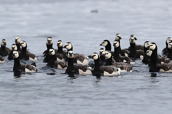 포토 JPG 해외이미지 동물 호수 바다 여행 겨울 자연 조류 오리 아이슬란드 풍경 사람없음 야외 물 파란색 글로벌 반사 환경 냉동 얼음 추위 흰색 녹음 빙하 빙산 거위 석호 내추럴 해외202105 해외포토 자연요소 계절 유럽 컬러 기록 생태계 파일형식