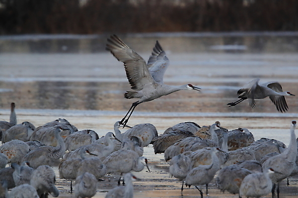포토 JPG 해외이미지 동물 실루엣 호수 야생동물 날개 모션 조류 하늘 새로움 산 멕시코 옥수수 풍경 사람없음 빨간색 황혼 일몰 회색 연못 쌍 은색 언덕 기중기 물새 많음 수평선 해외202105 해외포토 컬러 컨셉 북아메리카 곡류 촬영기법 노을 중장비 파일형식
