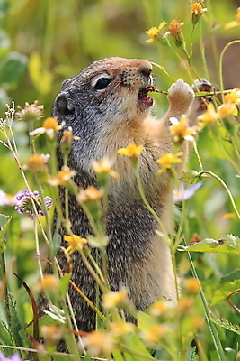 포토 JPG 해외이미지 동물 1 응시 공원 꽃 야생동물 백그라운드 캐나다 포유류 자연 사람없음 야외 초록색 갈색 콜롬비아 설치류 숲 먹기 호기심 빙하 다람쥐 청동 산악지대 땅바닥 밴프 앨버타 전국 해외202105 해외포토 식물 시선 공공시설 감정 컬러 컨셉 북아메리카 모션 산 바닥 남아메리카 생태계 파일형식