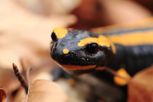 포토 JPG 해외이미지 동물 패턴 가족 불 산 종류 양서류 사람없음 초록색 파란색 노란색 검은색 프랑스 개울 동굴 플랫 숲 서식지 루마니아 불가리아 우크라이나 진짜 코르시카 해외202105 해외포토 자연요소 유럽 컬러 섬 무늬 관계 강 파일형식 남유럽