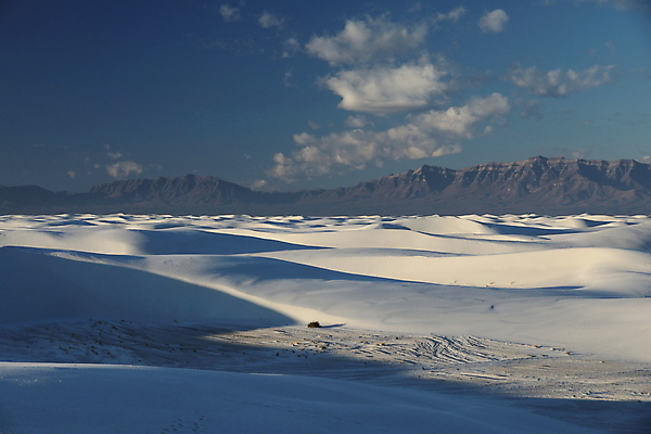 포토 JPG 해외이미지 나무 공원 파도 백그라운드 패턴 하늘 산 멕시코 그림자 풍경 사람없음 야외 파란색 모래사장 침묵 사막 성장 뜨거움 모래언덕 속도 흰배경 질감 내추럴 뉴멕시코 벌거벗은 웅장함 잔물결 해외202105 해외포토 식물 공공시설 물결 바다 컬러 북아메리카 무늬 소리 흰색 언덕 파일형식