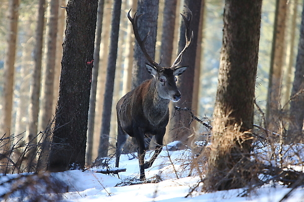 포토 JPG 해외이미지 나무 동물 척추동물 한마리 남자 야생동물 겨울 포유류 자연 사슴 생물 뿔 사람없음 야외 빨간색 세로 컬러풀 갈색 달러 추위 가을 흰색 숲 큼 바퀴자국 흰배경 내추럴 엘크 웅장함 초식 눈내림 반추동물 해외202105 해외포토 식물 1 계절 컬러 백그라운드 돈 자국 눈_날씨 사람 크기 생태계 파일형식
