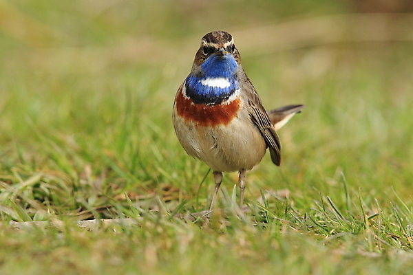 포토 JPG 해외이미지 나무 동물 응시 남자 야생동물 날개 오렌지 노래 자연 조류 독일 서기 앉기 사람없음 초록색 파란색 컬러풀 태양 노란색 봄 가수 보호 작음 5월 깃털 꼬리 철새 내추럴 바레인 해외202105 해외포토 자연요소 식물 시선 계절 유럽 음악 컬러 컨셉 과일 중동 모션 사람 음악가 날짜 크기 생태계 파일형식