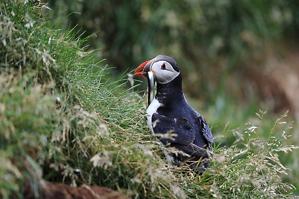 포토 JPG 해외이미지 유럽 2 자연 조류 아이슬란드 어류 서기 앉기 사람없음 가로 컬러풀 깃털 언덕 부리 대서양 남쪽 계산서 식민지 헤드랜드 해외202105 해외포토 동물 나라 바다 컬러 모션 수중동물 방향 생태계 파일형식