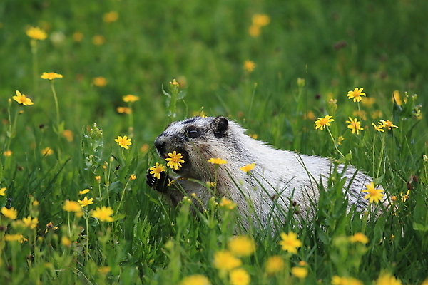 포토 JPG 해외이미지 꽃 야생동물 포유류 자국 산 털 사람없음 야외 옆모습 가로 빨간색 초록색 여름 햇빛 갈색 봄 하이킹 회색 개화 황무지 재산 호루라기 가득함 빙하 북쪽 휘파람 해외202105 해외포토 식물 동물 계절 뷰포인트 컬러 레저 금융 태양 방향 파일형식