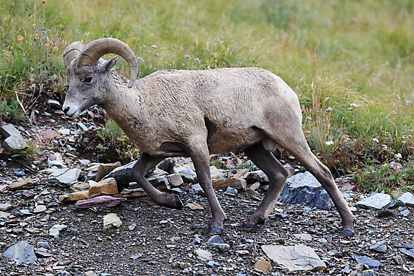 포토 JPG 해외이미지 동물 공원 남자 야생동물 여행 캐나다 곡선 포유류 자연 산 털 뿔 사람없음 옆모습 책 미국 시골 양 큼 트로피 활 사냥 오르기 양궁 북쪽 서식지 램 신발장 전국 로키산맥 해외202105 해외포토 공공시설 선 스포츠 뷰포인트 북아메리카 모션 사람 크기 방향 상_우승 생태계 파일형식