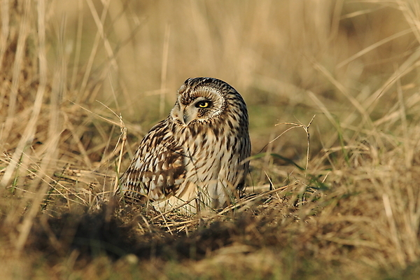 포토 JPG 해외이미지 응시 야생동물 백그라운드 겨울 밭 날개 조류 생물 독일 앉기 초원 사람없음 야외 갈색 노란색 검은색 흰색 시골 관찰 점 센터 보호 큼 먹이 사냥 부리 귀 육식동물 부엉이 사냥꾼 해외202105 해외포토 동물 직업 시선 계절 유럽 컬러 컨셉 농업 모션 신체부위 크기 파일형식